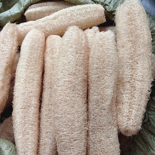 阳春市丝瓜络