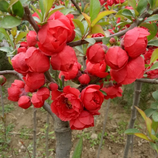 长寿冠海棠