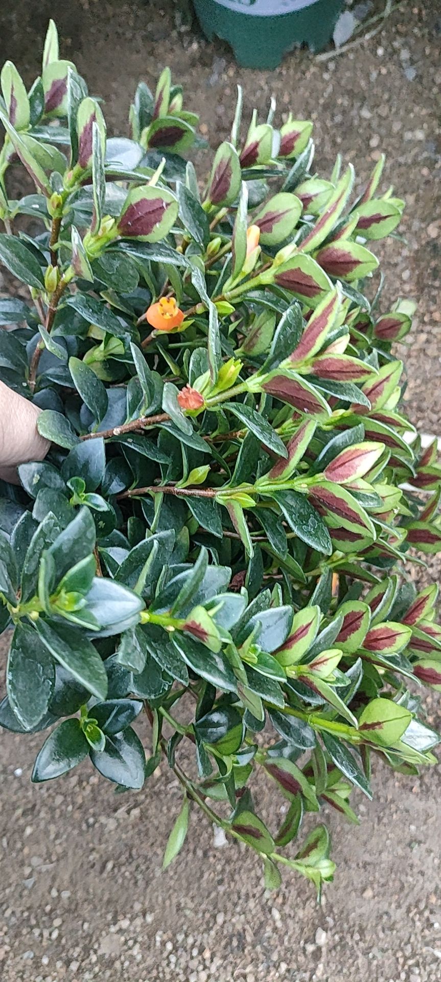 金鱼吊兰花，叶片绿，带花苞，带绿色加仑盆