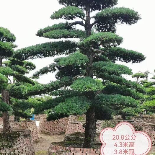 常宁市树形大造型漂亮，量大价格优惠，