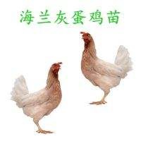 湖南厂家直销海兰灰蛋鸡苗，质量保证，全国包邮，