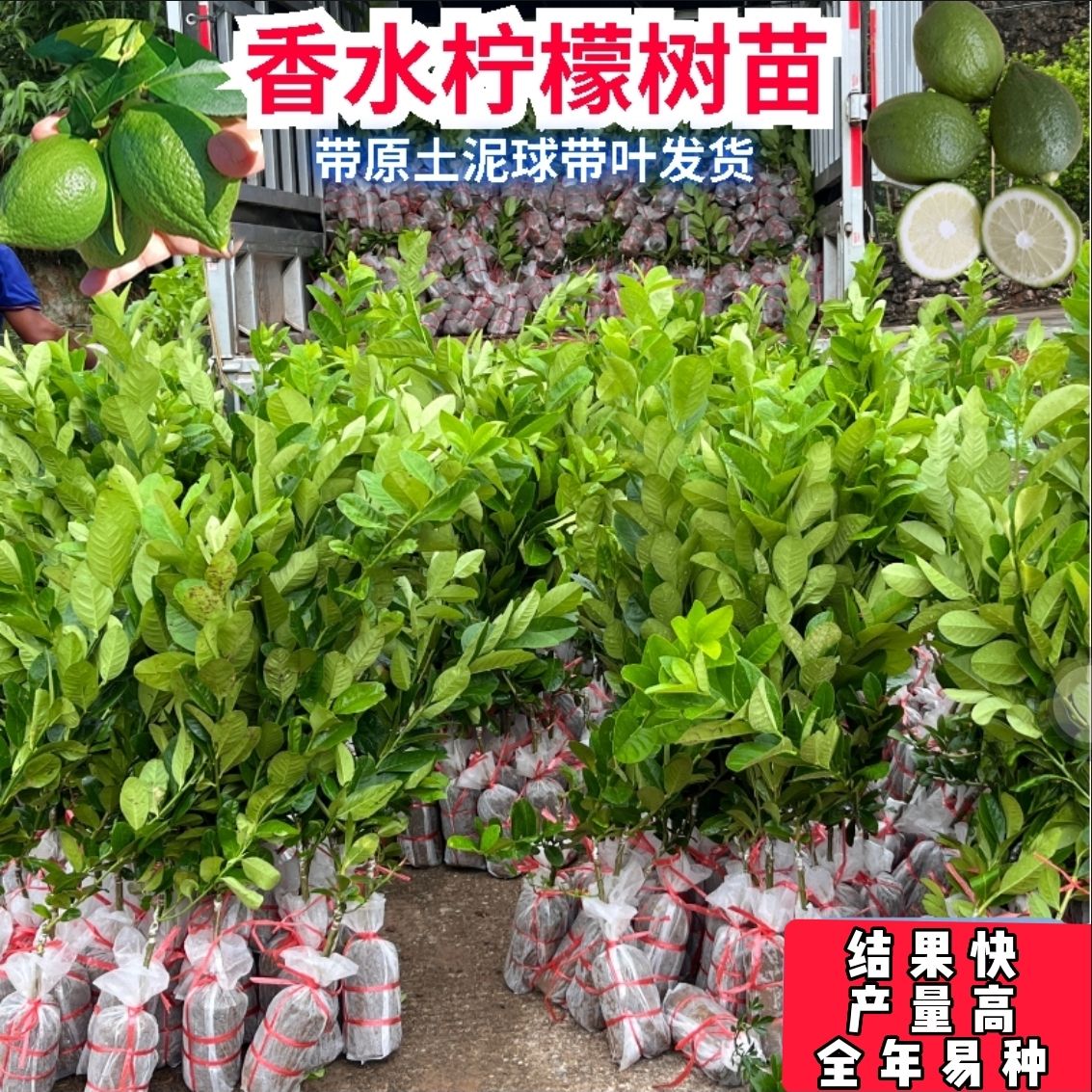 广东香水柠檬苗四季品种无核嫁接果树果苗南方盆栽地栽易种