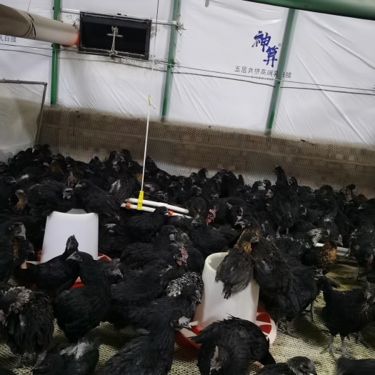 长沙乌黑鸡苗大量出售