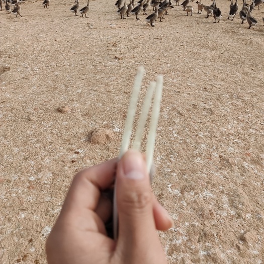 肇庆130日马岗鹅，大灰鹅，8.5-9斤，烧鹅专用，便