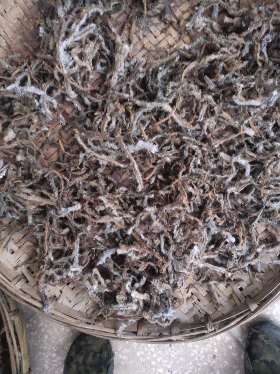 云南骨碎补白毛骨优等品10斤包邮