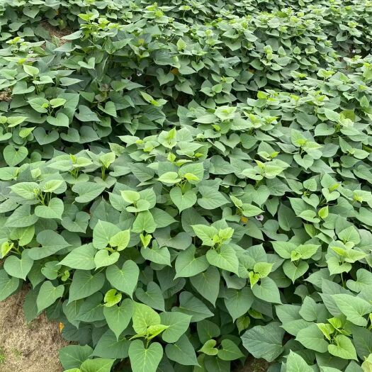 遂溪县南方一级大田扩繁水田西瓜红红薯苗