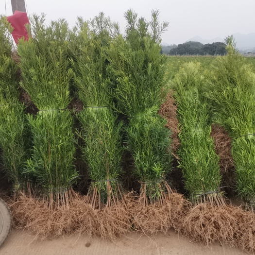 荔浦市本地中叶罗汉松