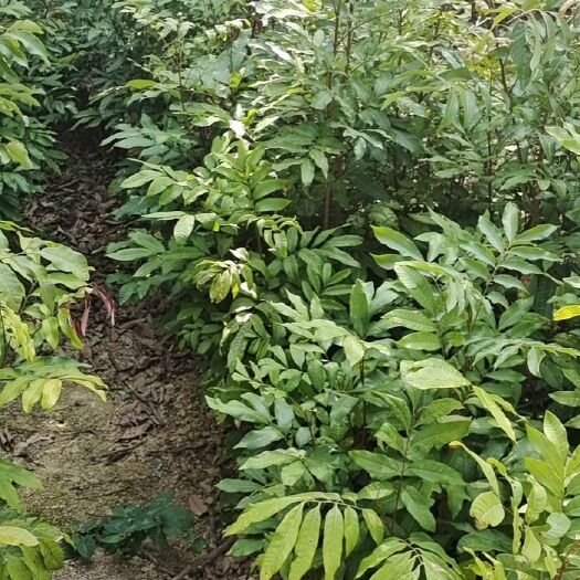 化州市龙眼苗，大小规格，而不同价格