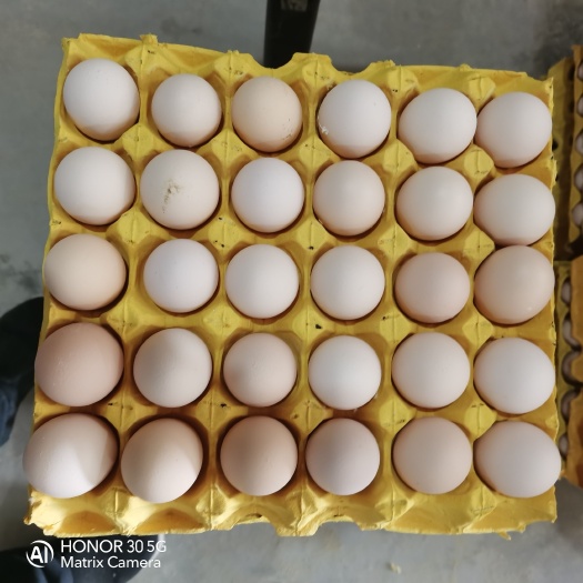 深州市加色无抗粉蛋