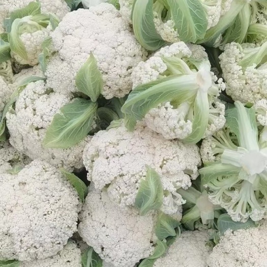 博罗县白花菜