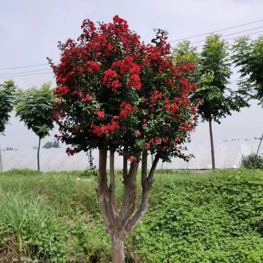 长沙红花紫薇树