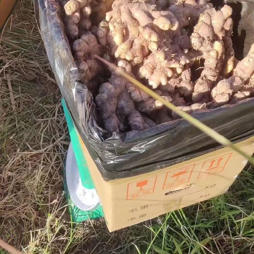 勐腊县云南小黄姜