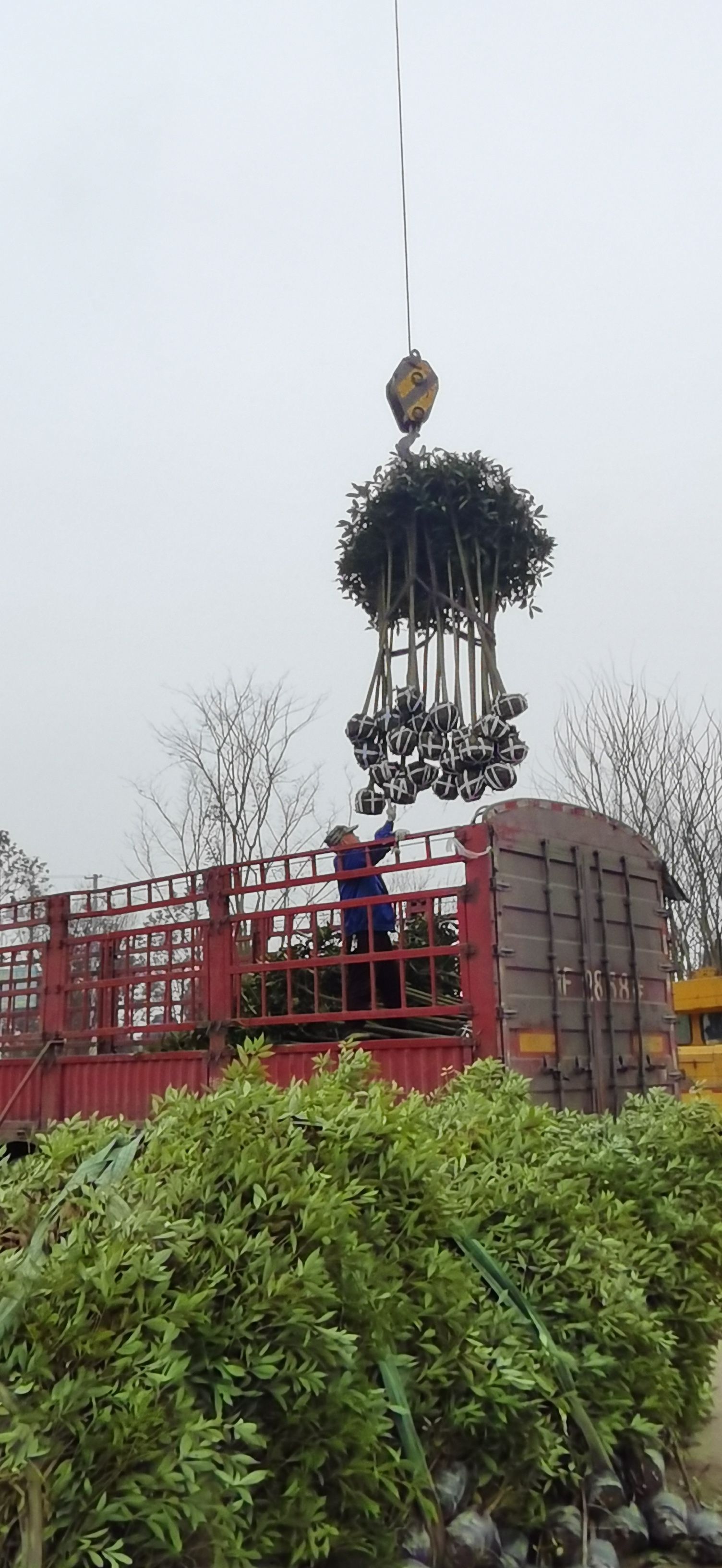 3公分桂花500颗5公分桂花600颗