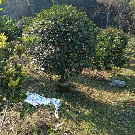 阳朔县红叶石楠绿离，红叶石楠球