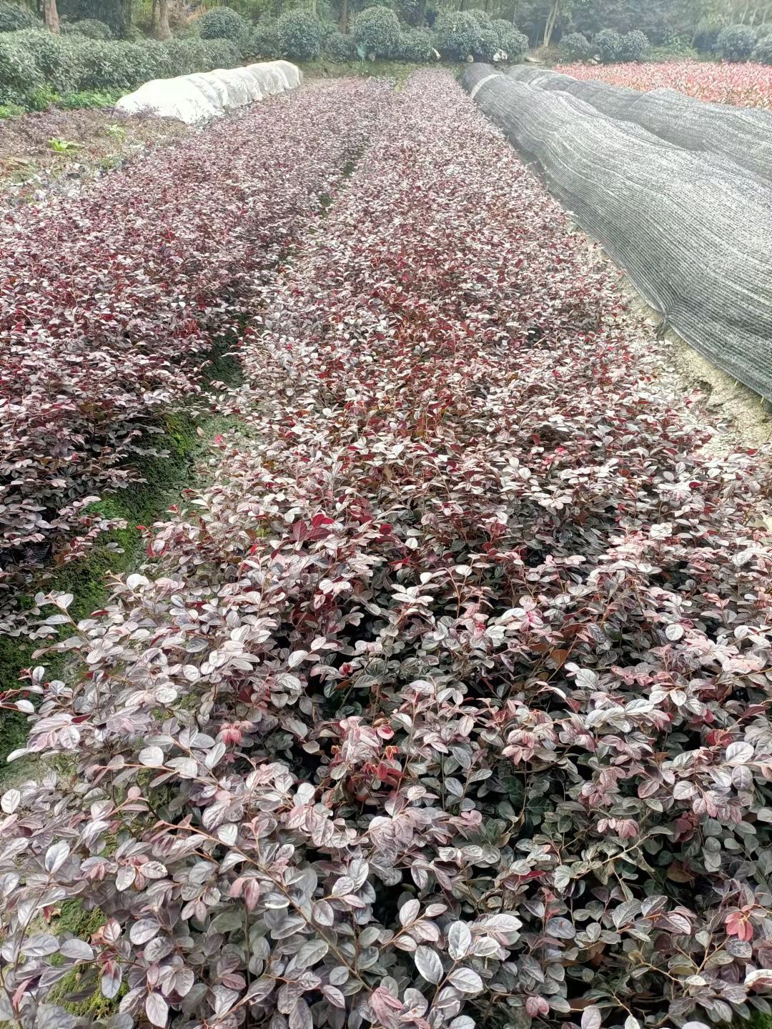 红继木杯苗20万颗自产自销