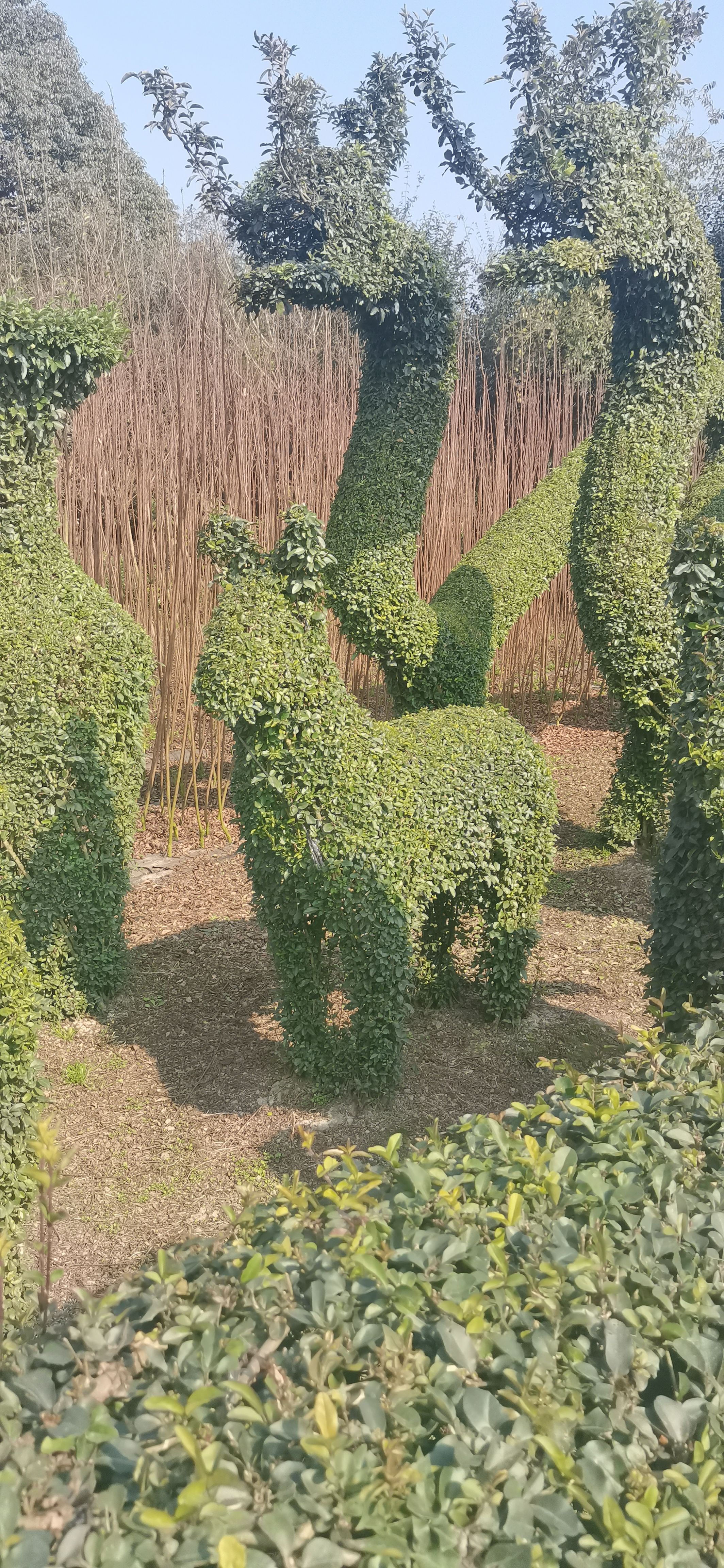 小叶女贞造型12生肖，小叶女贞动物造型