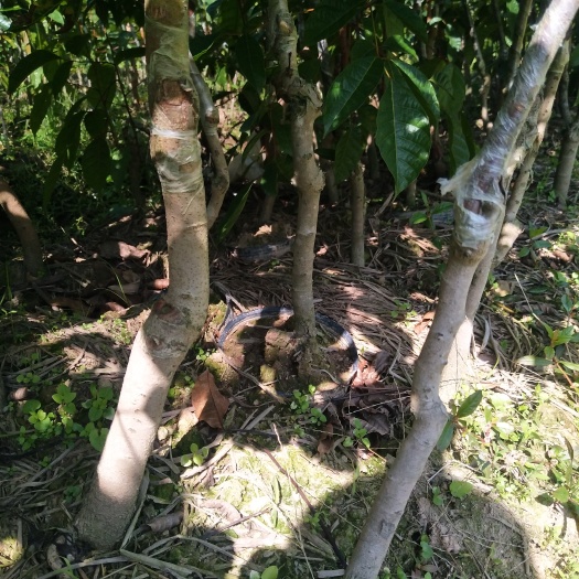 容县黑榄嫁接杯苗成活率高，挂果快