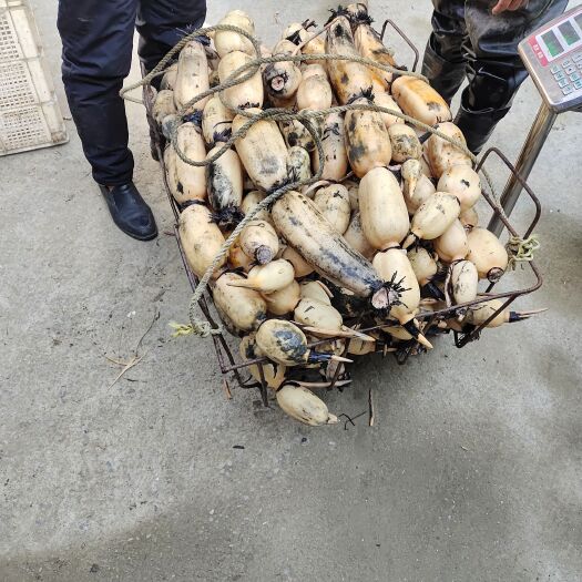 丹阳市莲藕批发