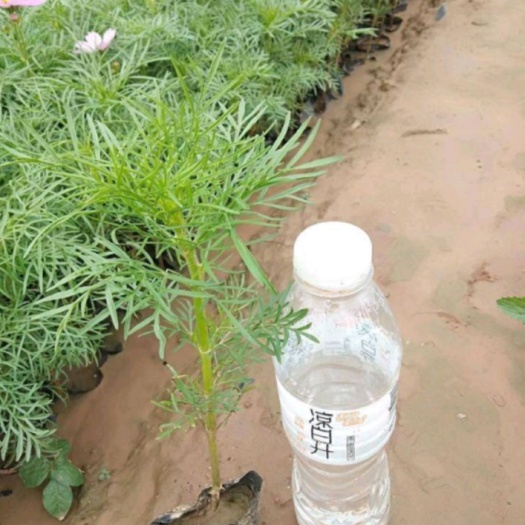 波斯菊