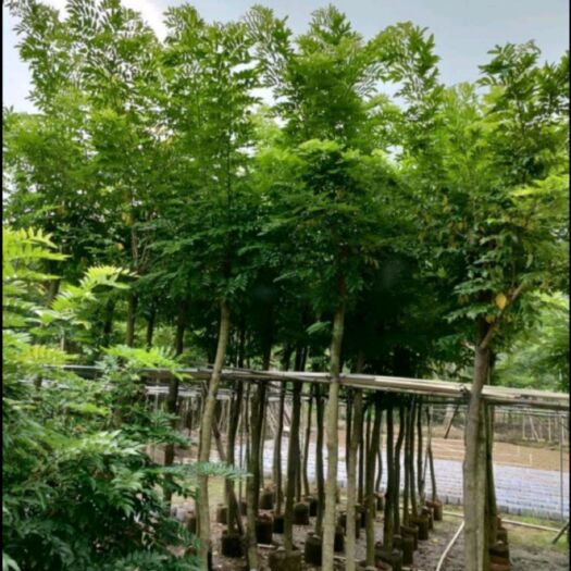 丰县黄梨树