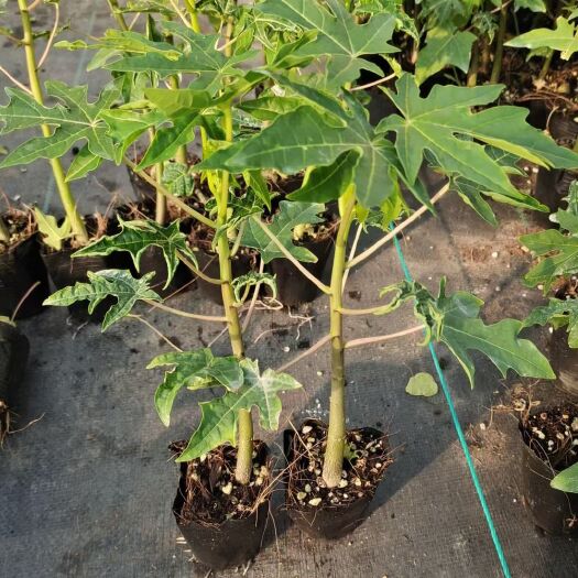 灵山县红肉，水果木瓜苗