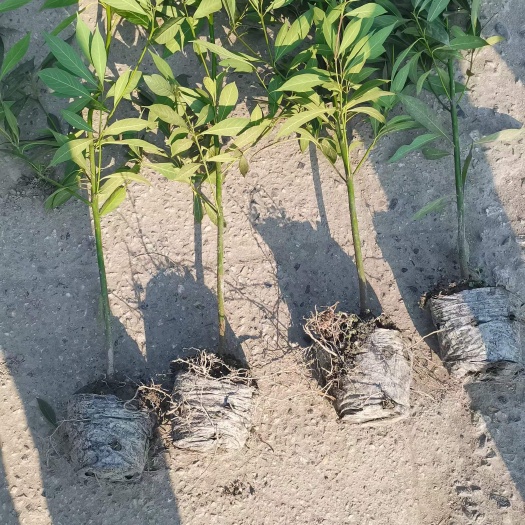 金丝楠木桢楠小苗小叶桢楠树苗