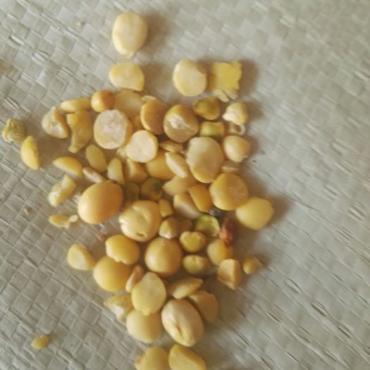 秦皇岛黄豆瓣