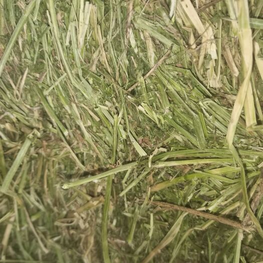 阿旗中国草都赤峰阿旗的苜蓿草和燕麦草全国发货，需要的老板随时联系