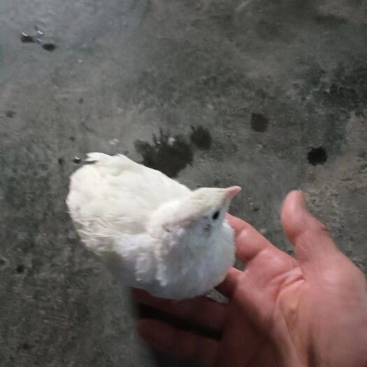 苍南县沙维巨型母鹌鹑，已经开始产蛋的，苍南附近的自提  自提 自提