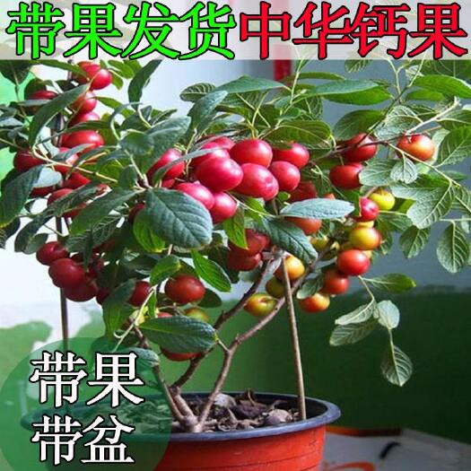 绛县钙果苗 四年苗，农大6号7号8号9号钙果苗