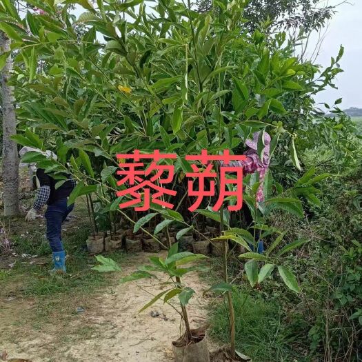 深圳藜蒴