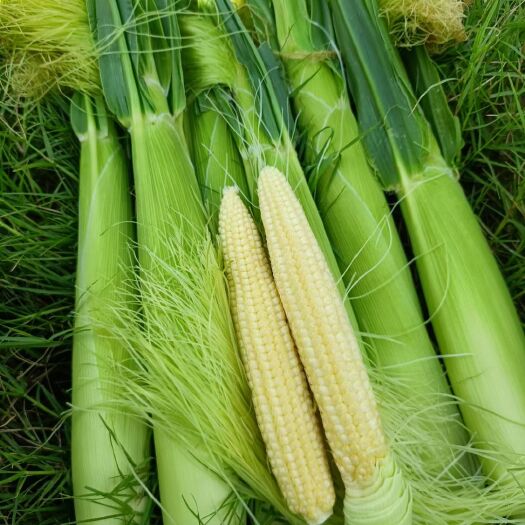 横州市玉米笋水果甜玉米芯鲜甜即食嫩玉米笋芯带皮现摘蔬菜批发