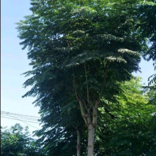 丰县麻风树