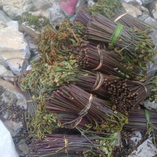 南丹县新鲜纯野生蕨菜