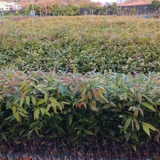 深圳红椎