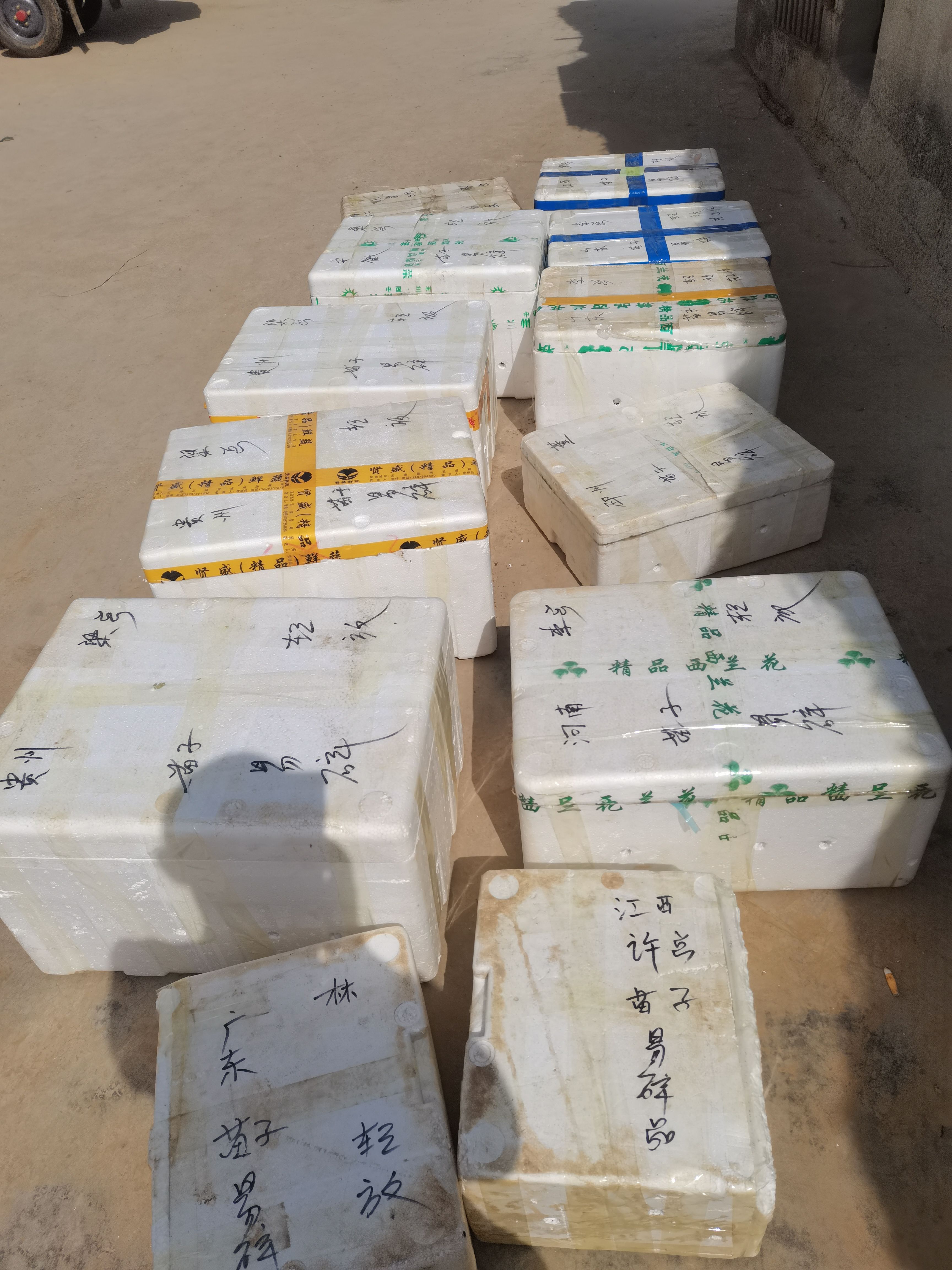 【精品】辣椒苗灯笼椒甜椒苗方椒品种保证基地直供免费技术指导