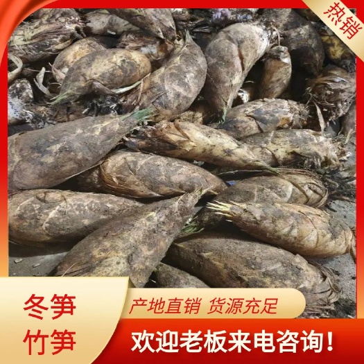 遂川县产地直发大量新鲜毛竹春笋锯头笋大切二切按需做单订货品质保证