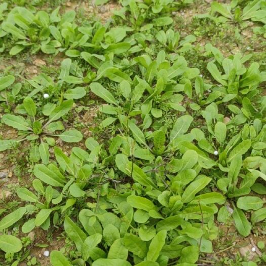 连平县荠菜
