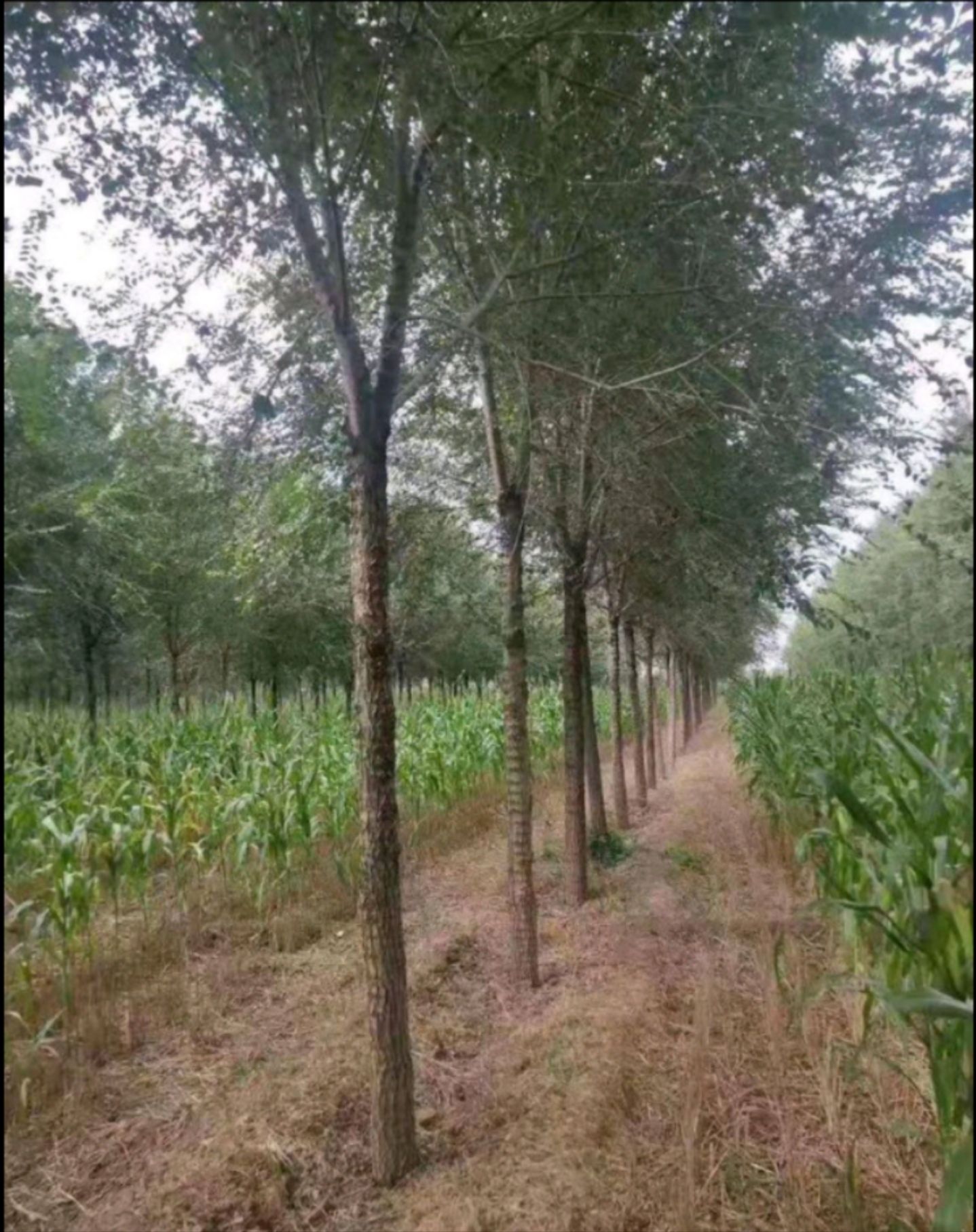 白榆13
