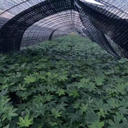 双辽市八角金盘