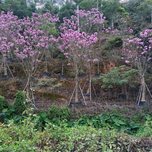 紫花风铃木
