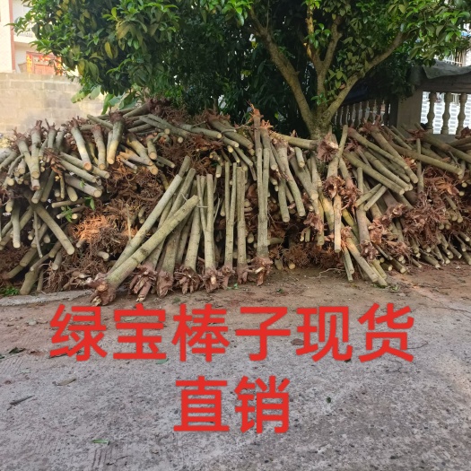 重庆市幸福树棒子货，5-12公分规格齐全，欢迎预定