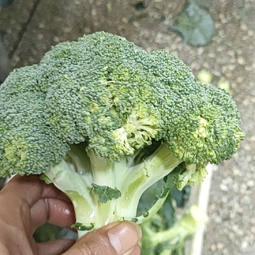 漳浦县西兰花