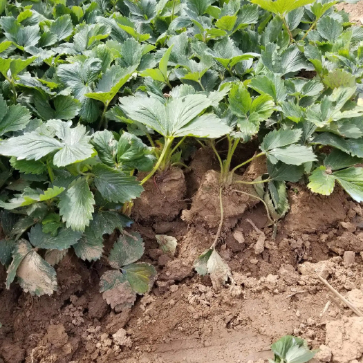 丰县四季草莓苗当年结果奶油草莓苗红颜草莓苗批发