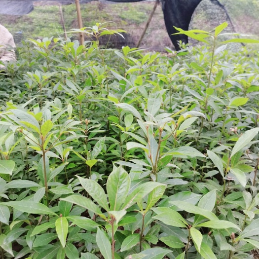 武胜县四川金丝楠小叶桢楠树苗带土带杯苗圃基地直发庭院南北方种植