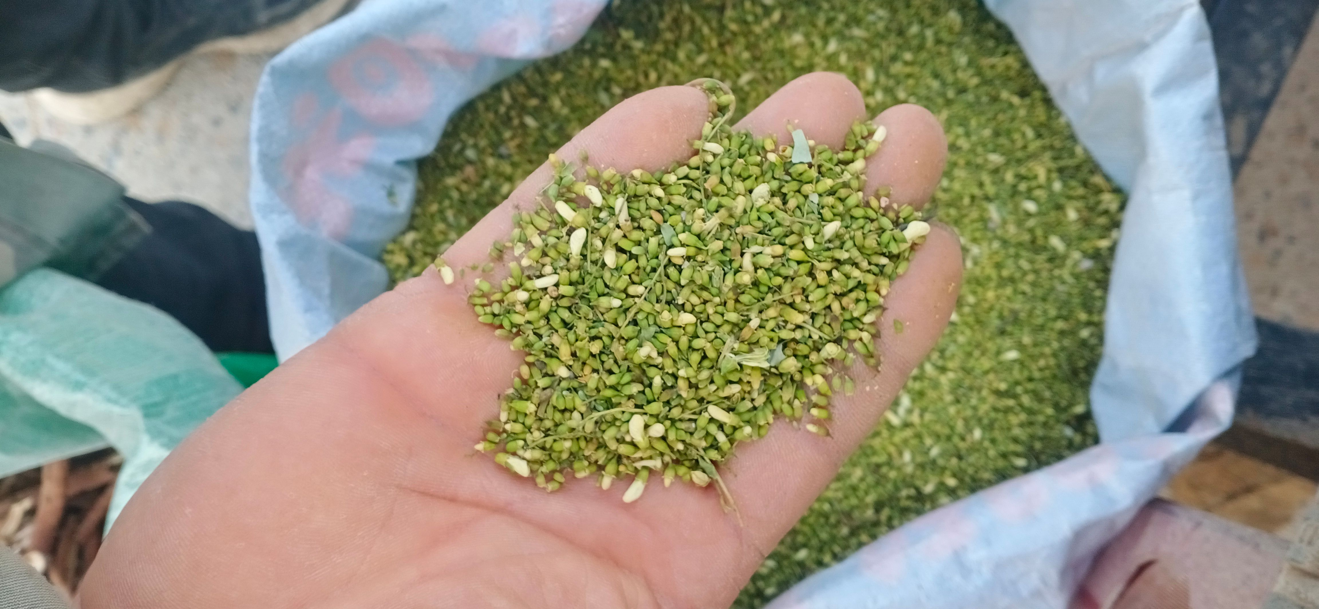 【槐米】【槐花】本地新貨無硫?qū)嵨锱臄z道地藥材一手貨源大貨供應