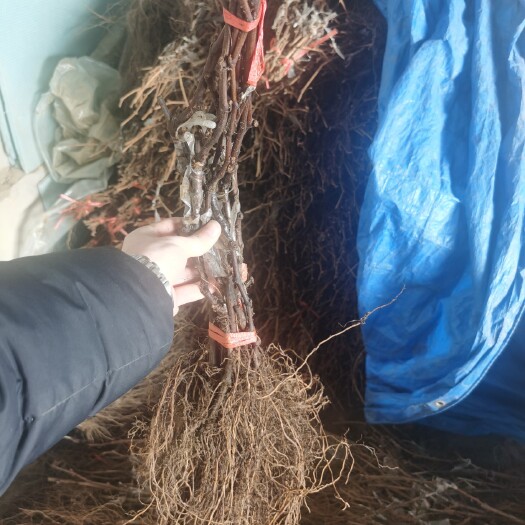 兴城市葡萄苗大量，品种齐全