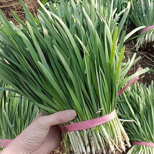 梁山县自家种植韭菜