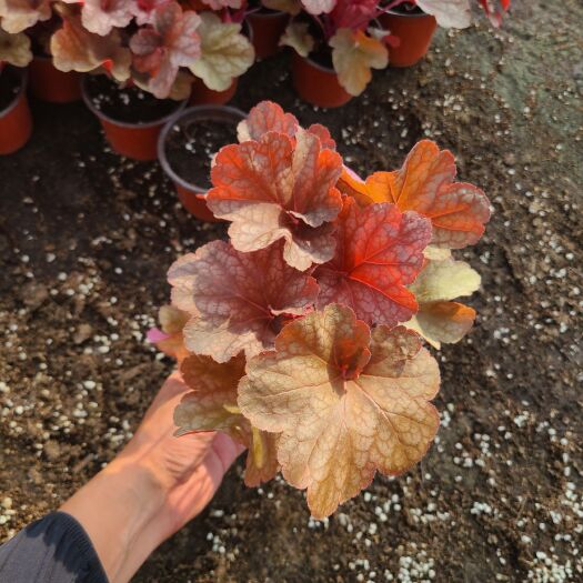 青州市多色矾根花镜花海可用
