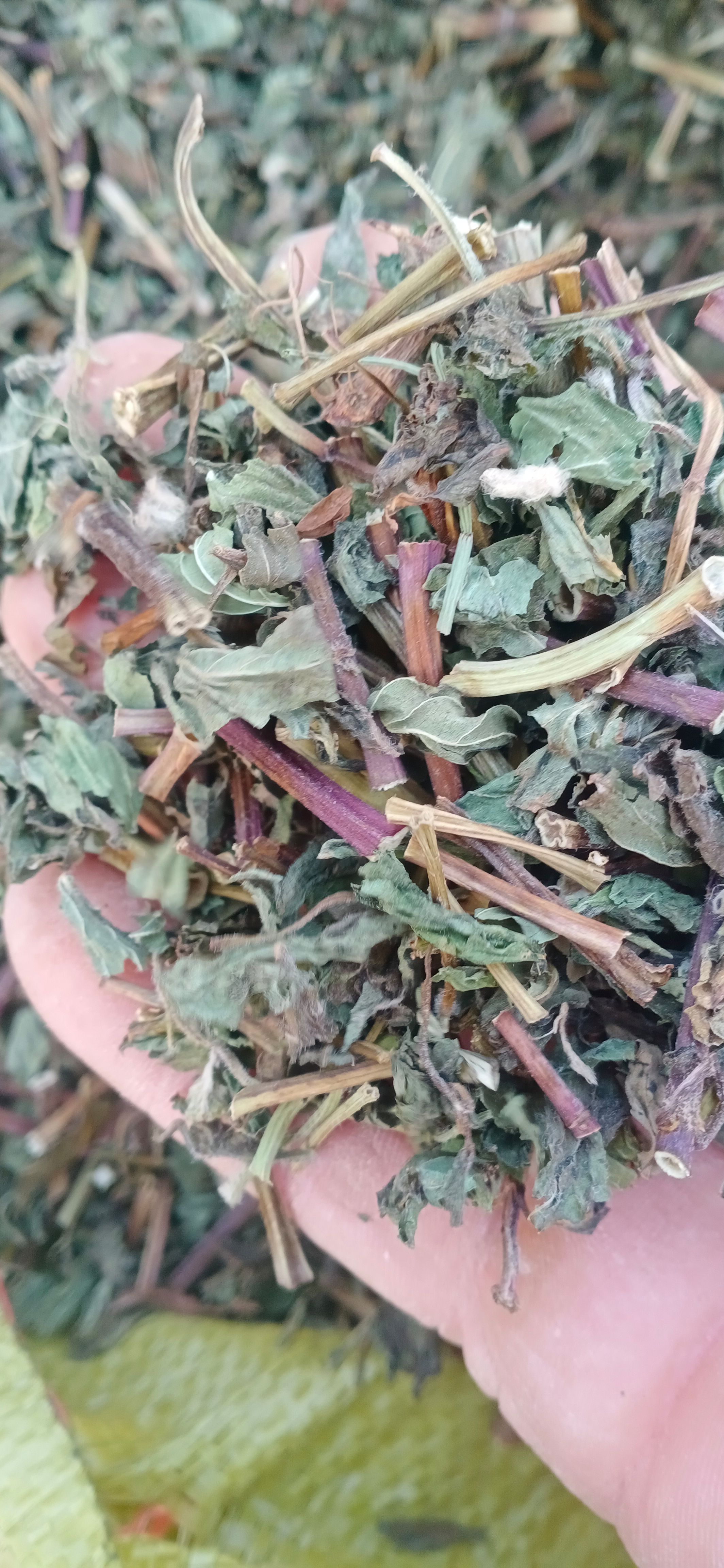 【薄荷】卜合自产自销本地新货无硫大货供应规格齐全量大优惠。